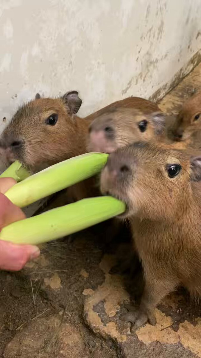 ヤングコーンに群がるカピバラベビー達🌽 #カピバラ #ヤングコーン #動物園 #capybara #zoo