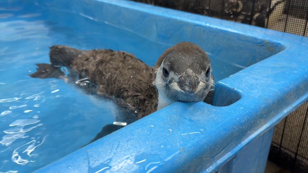 ＼ライブ配信のお知らせ／ 明日、7月12日 14時頃から ペンギンの赤ちゃん「とうふ」のプールデビューの様子を公式YouTubeでライブ配信します🐧✨ ▼チャンネル登録してお待ちください😊🎶