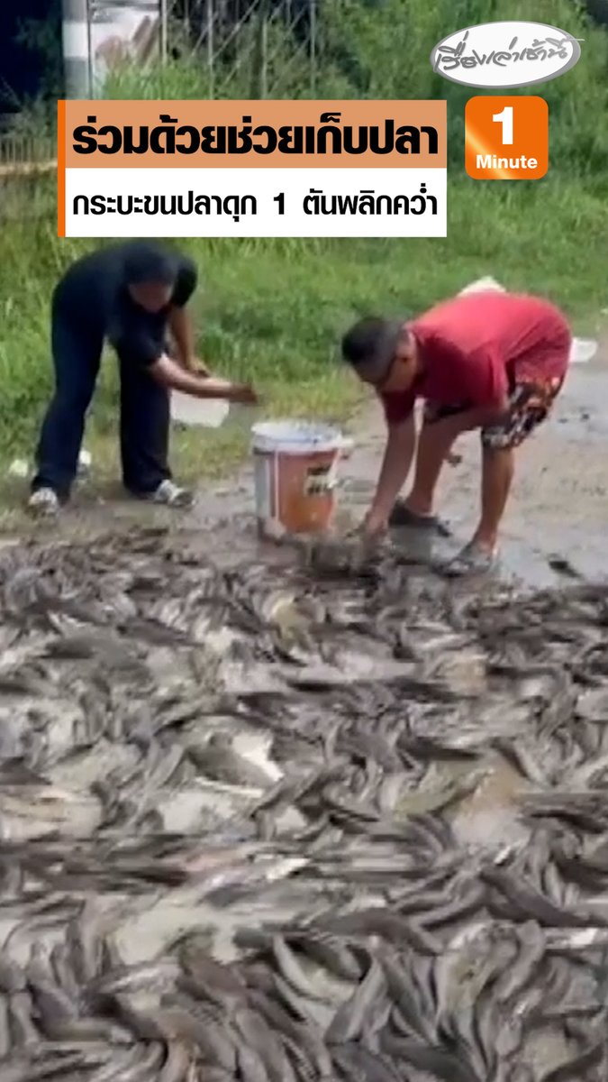 ชาวบ้านร่วมด้วยช่วยกันเก็บปลาดุก หลังชายวัย 60 ขับรถกระบะขนปลาดุก 1 ตันจากปทุมธานีกำลังจะไปส่งที่บางปะกง ระหว่างทางเกิดยางแตกทำให้รถเสียหลักพลิกคว่ำหงายท้องจนปลาดุกเกลื่อนข้างทาง เจ้าตัวได้รับบาดเจ็บ #เรื่องเล่าเช้านี้ #ครอบครัวข่าว3 #ข่าวภูมิภาค #ฉะเชิงเทรา