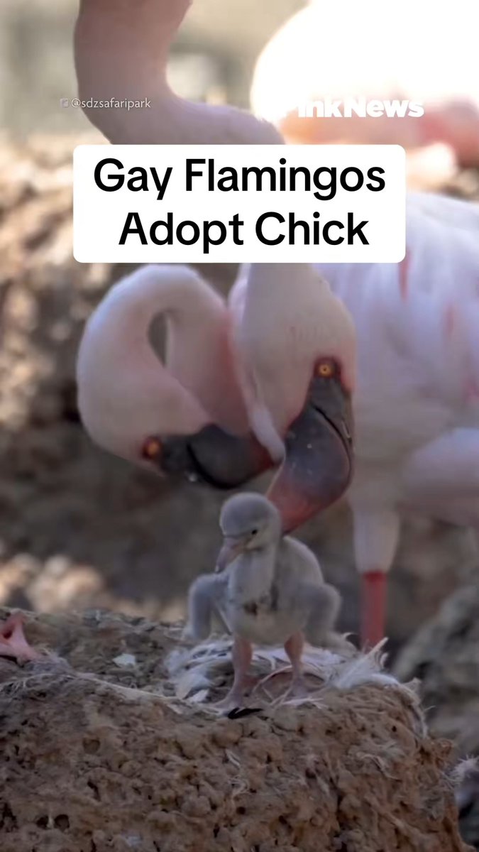 #FromTheArchives Two male flamingos adopted a chick after successfully hatching an egg together at San Diego Zoo Safari Park in California in 2024. Earlier in the year, the same-sex bird couple impressed zookeepers with their parenting skills after they were given a dummy egg to sit on. Eventually, the specialists gave them a real egg, which hatched in September and is now “thriving”. In a social media post, the zoo said that the flamingo couple “has perfected their fatherly duties by alternating brooding responsibilities and keeping the chick satisfied thanks to a hearty helping of crop milk every day”. The pair feed their chick crop “milk” from their upper digestive tract, and that “both males and females can feed the chick this way”, even flamingos that are not the parents. The two foster dads are both in their 40s and are lesser flamingos, a species found in sub-Saharan Africa and western India, according to the zoo. The chick is also a lesser flamingo. But this isn’t the first time a same-sex flamingo couple have become parents to an adopted chick. Also in 2024, Chilean flamingos Curtis and Arthur hatched an egg at a Zoo in the UK, which an expert theorised could have been abandoned by another couple.