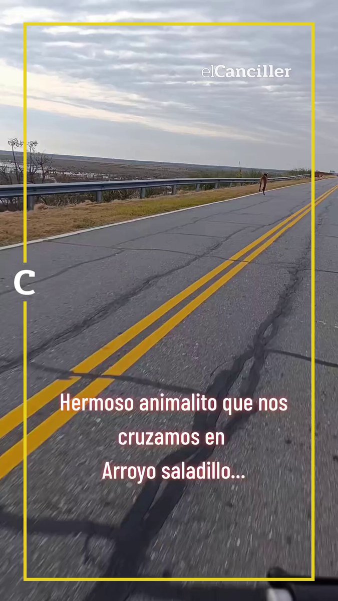 [SOCIEDAD] "¡Qué hermoso animalito!": en el arroyo Saladillo, se cruzó a un aguará guazú.