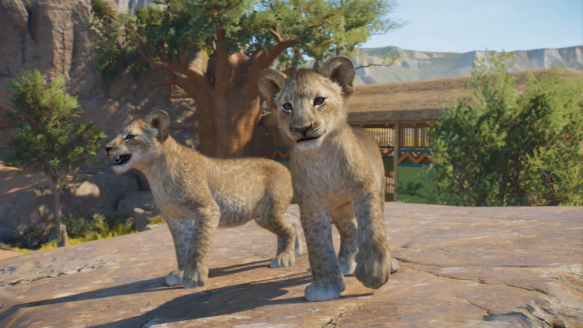 If you watched our Feature Focus, 'Awe-inspiring Animals', you might be wondering what those cheeky Lion cubs were up to....