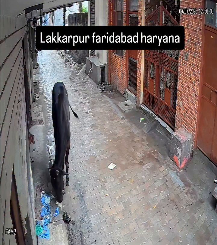 Shocking CCTV footage shows a woman be@ting community dogs in Lakkarpur, Faridabad, Haryana. ​Strict action must be taken against this woman Haryana Police