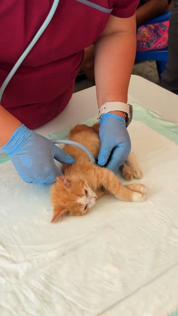Hemos establecido un hospital de campaña en Venezuela para brindar atención médica de primer nivel. Además, contamos con un servicio de veterinaria para atender a los peluditos. Estaremos abiertos las 24 horas para la atención de personas y de 8am a 6pm para la atención de mascotas. Nos encontramos ubicados en la Avenida Principal de Playa Grande, atrás del Colegio Carlos Escarra, frente al restaurante Rompeolas, en La Guaira. Fuerza Venezuela 🇸🇻🇻🇪