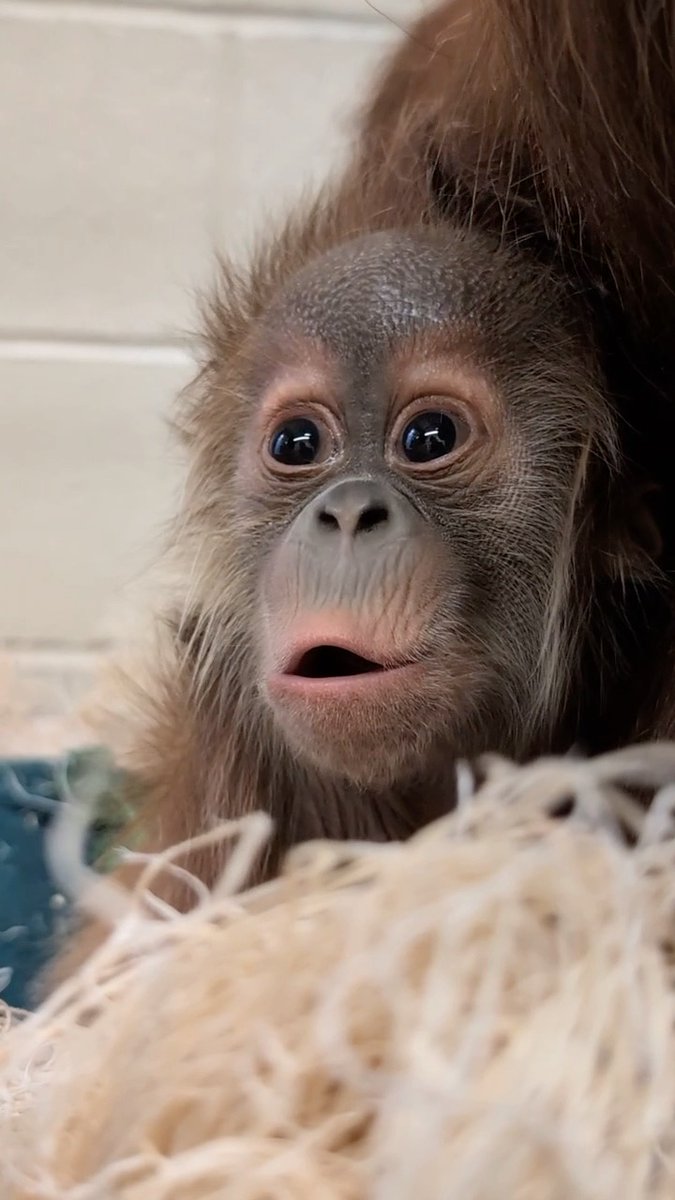 Rambutan is growing right before our eyes. Animal Care Specialists report he’s been looking around and becoming more aware of his surroundings lately. Hesty and baby have been spending a lot of time outside, climbing high into the trees and taking in the view from up high. Stay tuned for updates of this growing family! Video: Animal Care Specialists Kelly H. and Christa K. #Orangutan #ZooBaby #OrangutanBaby #Rambutan #DenverZooConservationAlliance #SavingWildlifeTogether