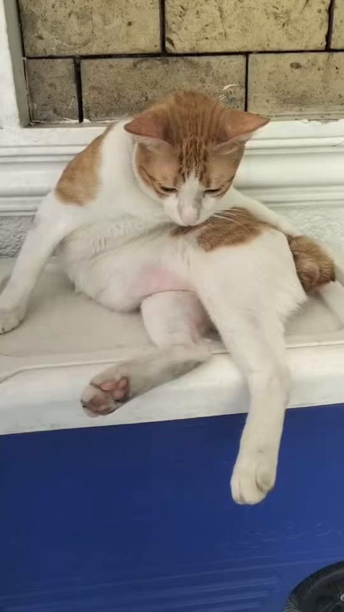 Lost today a beloved cat, OTTO, one of those I brought home from Crame. Had multiple seizures, collapsed, could no longer be revived. Ang sakit talagang mawalan ng fur baby. 🐾🌈🤍