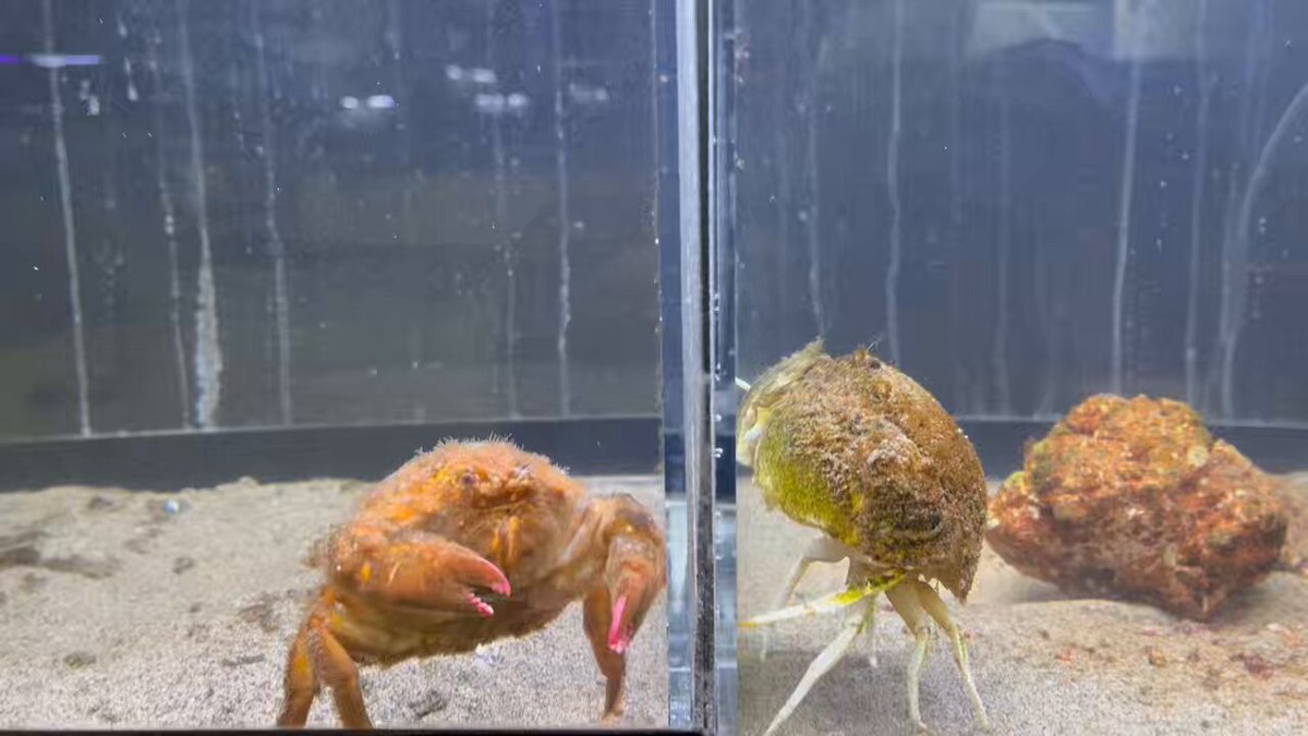 お隣さんと背比べ🦀🦀 動画のおわりも息ぴったりな2匹です😂 #ウォット #浜松 #浜名湖 #水族館 #カイカムリ #メガネカラッパ #カニ