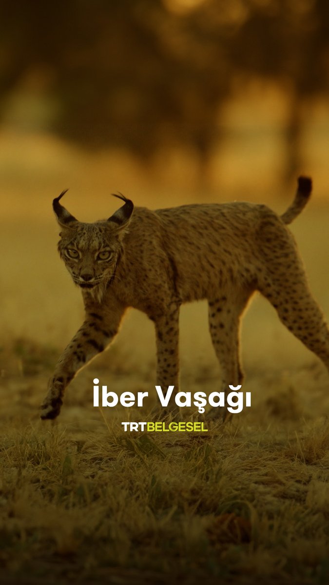 İber vaşağı, insan eliyle değişen bir dünyada hayalet gibi varlığını sürdürüyor. Ölümcül hastalıkların ardından yeniden çoğalan tavşanlar, onun için hayati bir fırsat. "Yaban Kedileri", 18.55'te TRT Belgesel'de.
