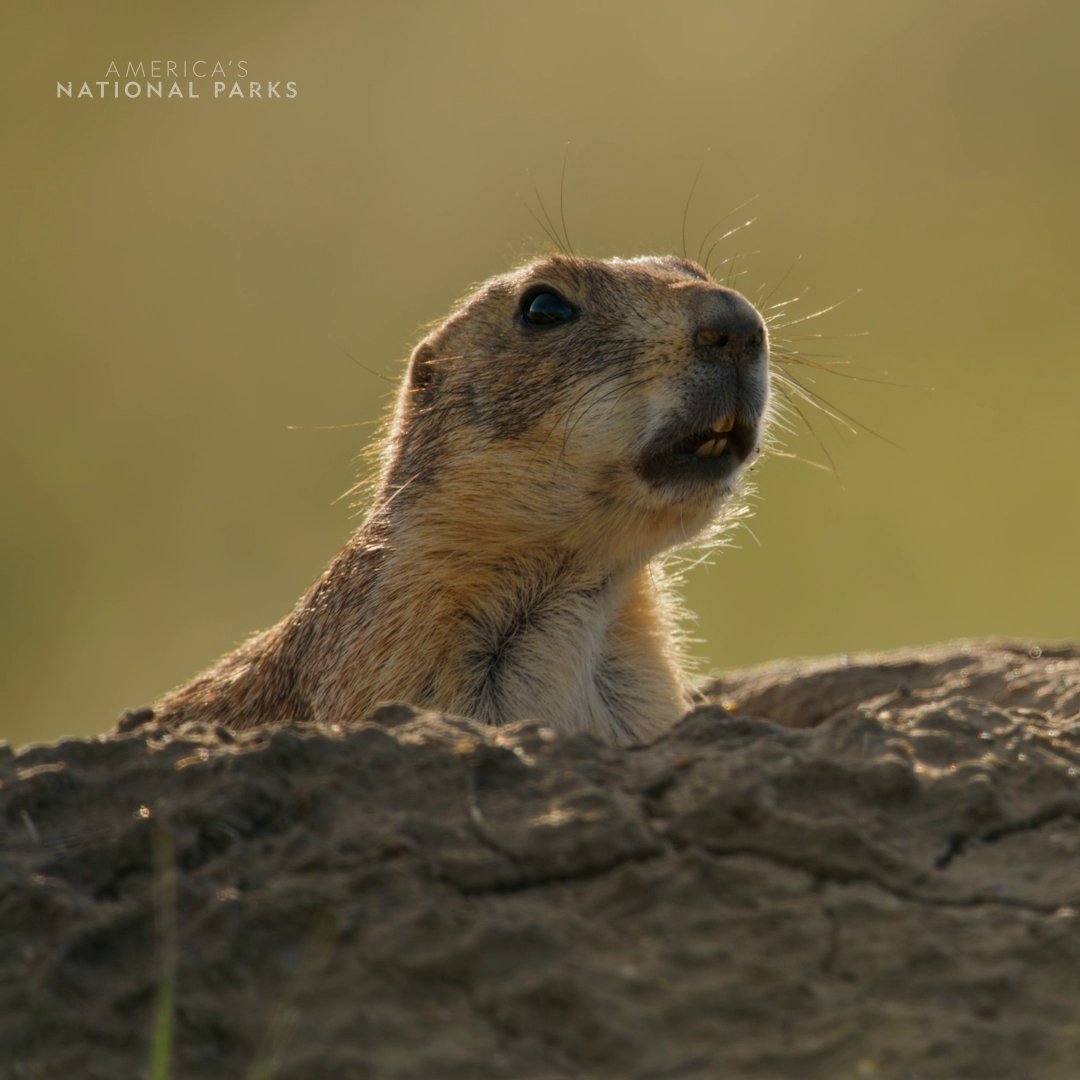 Looking out for each other is key to survival in Badlands National Park 📢 Prairie dogs use one of the most complex animal languages ever decoded, with specific calls for different kinds of threats. #AmericasNationalParks is streaming on Disney+ and Hulu.