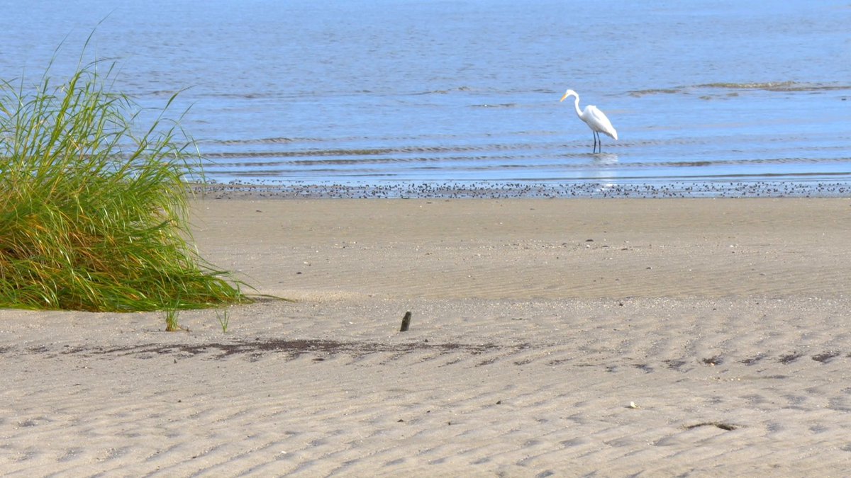 We leave you this summer Sunday on the seashore at New Jersey's Cape May National Wildlife Refuge.