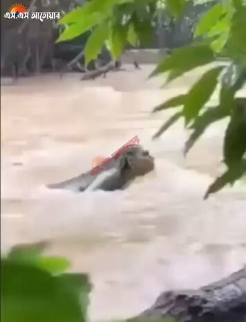 কক্সবাজারের চকরিয়া,পেকুয়া ও মাতামুহুরী উপজেলায় বন্যার পানিতে বেসে আসলে বাকিটা রহস্যময়? ভিডিওটি সংগৃহীত ______ ১২ জুলাই ২০২৬ রোজ রোববার ।।