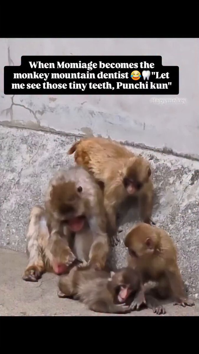 When Momiage becomes the monkey mountain dentist e "Let me see those tiny teeth, Punchi kun"