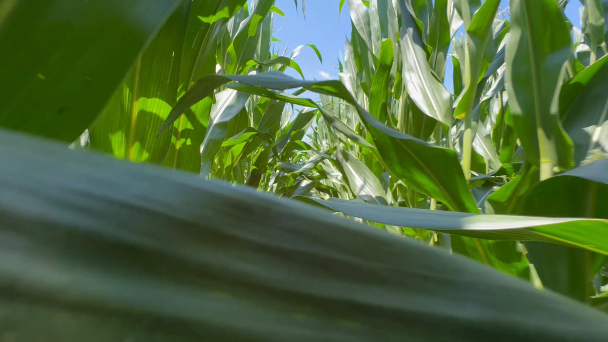 POV: it’s Sunday after church in early July. Corn sex is everywhere. Scouting for fungicide spraying this week. Humidity 900%, real feel: stovetop. Swamp ass is upon us. Better than any office job.