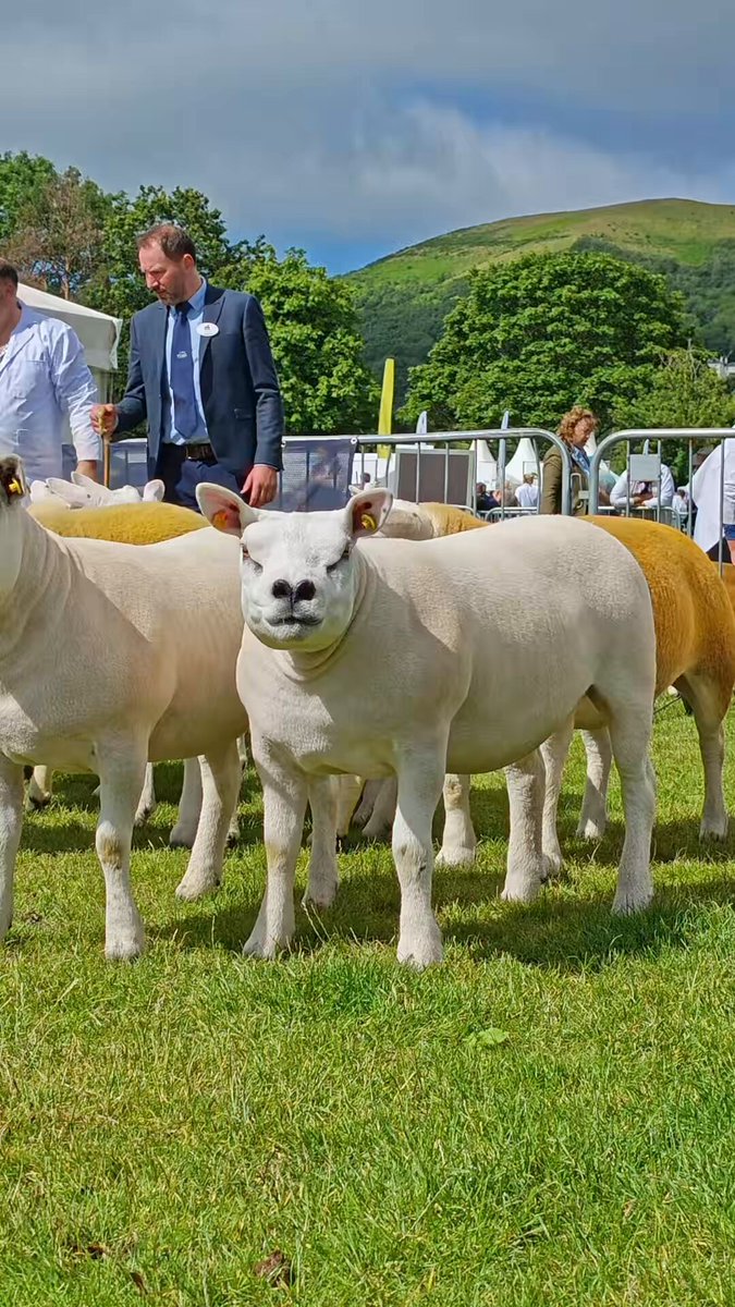 قولوا مرحبا للتيكسل هذه هي أغنام تيكسل Texel- اصلها جاء من جزيرة تيكسل الهولندية وتشتهر ببنيتها العضلية القوية، ونسبة اللحم المرتفعة مع دهون أقل مقارنة بالعديد من السلالات الأخرى عندها ميزة حلوة وهو السرعة الجنونيه في النمو يعني تقدر تقول أنها الاسرع من بين جميع السلالات الأخرى في النمو، ولذلك يتم استخدامها على نطاق واسع في برامج تحسين السلالات وإنتاج اللحوم في أوروبا وأستراليا ونيوزيلندا والعديد من دول العالم.