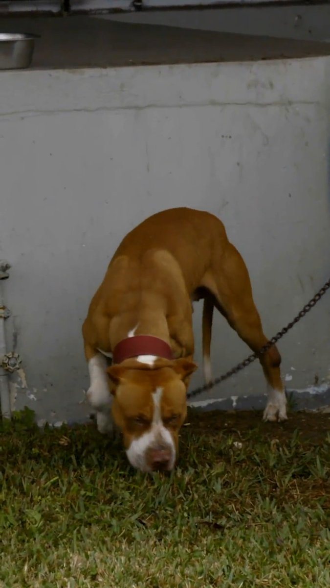 Scared pupper saved from side of a church 🥲 #PitBullsandParolees