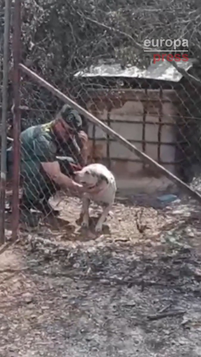 La Guardia Civil rescata a un perro en las batidas del incendio de Los Gallardos (Almería)