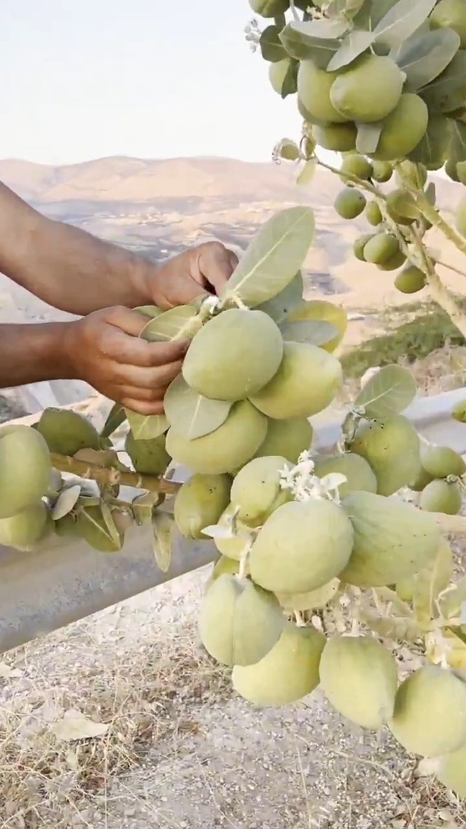 لهذا السبب بعض الناس يعتبرون هذا النبات اغلى من الالماس 🤯