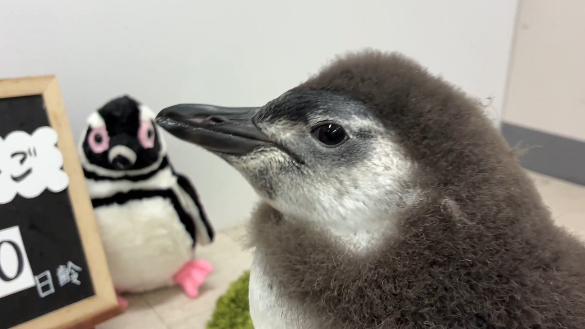 【7/3🐧60日齢のだんご】 カメラを向けながら声をかけると、ちらっとこちらを向いて、小さくお返事をしてくれました🥰 きょうだいのきびとは対照的な低めの声ですが、オトナになったらどんな声になるのかな? 今から楽しみです🎙️✨ #すみペン赤ちゃん日誌