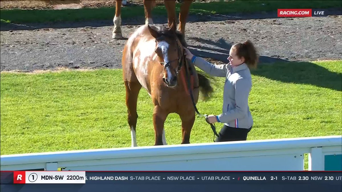 "Mr Zhang gifted me a 50% share in him." Trainer Nathan Dunn will have a bit of fun with 3YO, Crystal Jade 🤝 📺 Ch. 78/68, Foxtel 529, Kayo or via our app