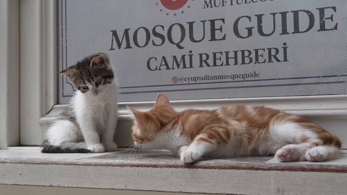 モスクの案内カウンターで働く子猫の兄弟😺🇹🇷