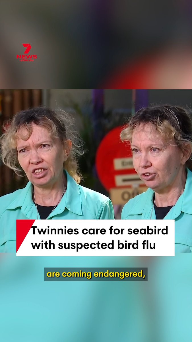 There are fears Queensland may have its first case of bird flu, after a sick giant petrel was rescued off Noosa main beach. It's being cared for by the state's viral twin conservationists, held in a special quarantine room on the Sunshine Coast. #BirdFlu #Twinnies #Noosa #Queensland #H5Virus