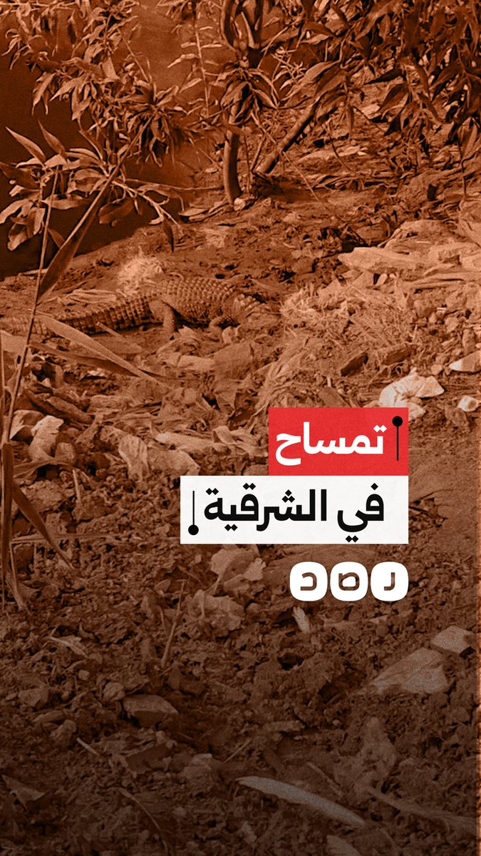 مواطن يوثق وجود تمساح في مصرف الزوامل بمحافظة الشرقية