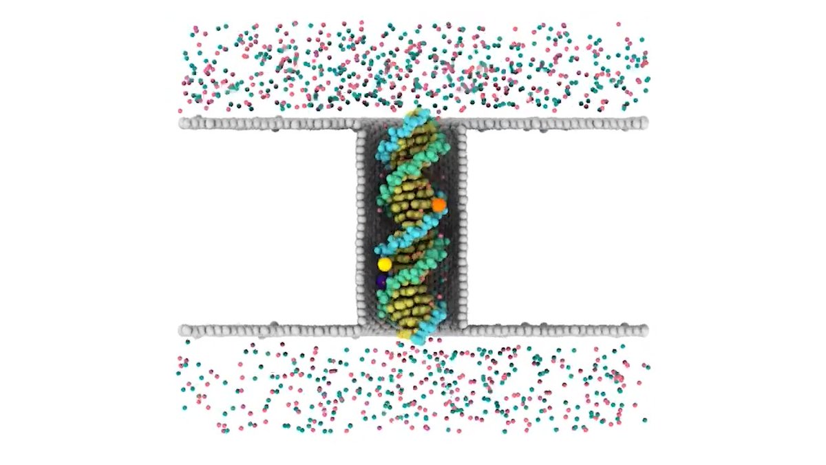 Physicists say they have successfully demonstrated via high-resolution simulations that a DNA molecule can in principle behave like an Archimedes screw in nanoscale. Learn more: