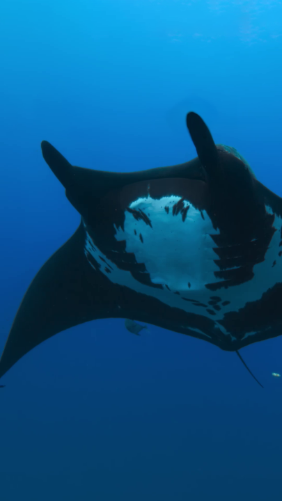 While giant oceanic manta rays mostly wander the oceans alone, they use large rocks as waypoints to meet others of their species. Ray-points, if you will. #HammerheadSharksUpClose with Bertie Gregory is now streaming on Disney+.