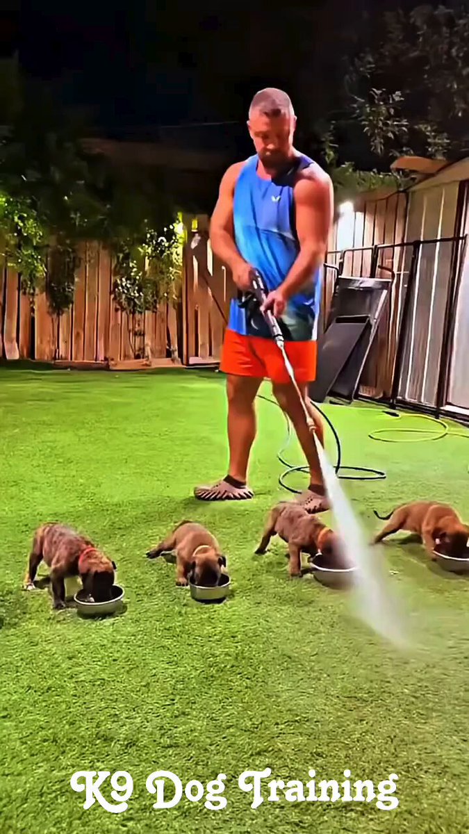 Watch these elite K9 Belgian Malinois in action! 💪🐕 From intense obedience drills to high-drive training, these working dogs show why they’re the best in the game. Respect to our heroes in fur! 🇺🇸