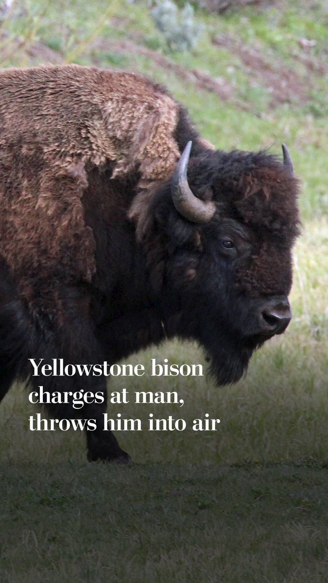 A tourist who was attacked by a bison at Yellowstone National Park is recovering after being flung into the air. The Park Service reminded visitors that “wild animals can be aggressive when people do not respect their space.”