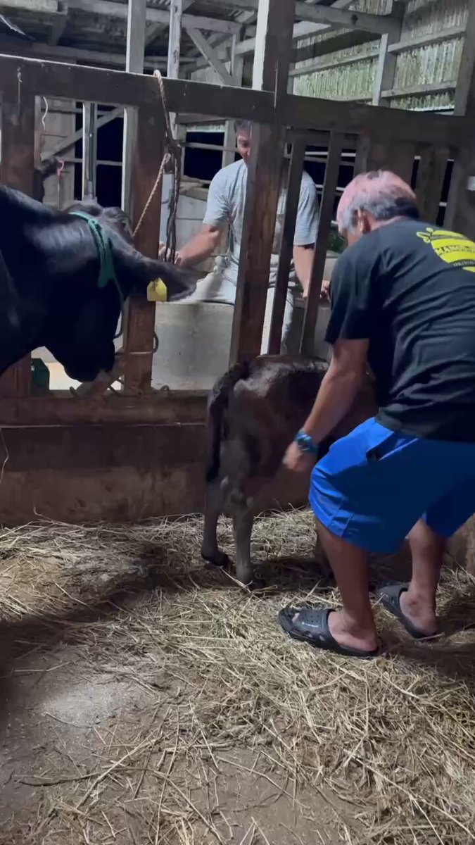 生まれて1日目の牛の赤ちゃん🐂 カラス、手乗りで可愛いです🐦‍⬛ だいぶ慣れてきたかな〜 今年2回目のウミガメの産卵見れました🐢 昨日の晩は色々楽しめました😆