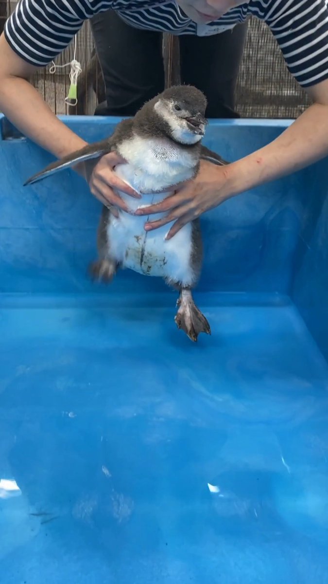 \だんごプールデビュー日決定🐧✨/ 7/18(土)に 14時ごろにデビューすることが決定しました🎉 オトナのペンギンたちと一緒に泳ぐ記念すべき瞬間を ぜひ応援しに来てください📣