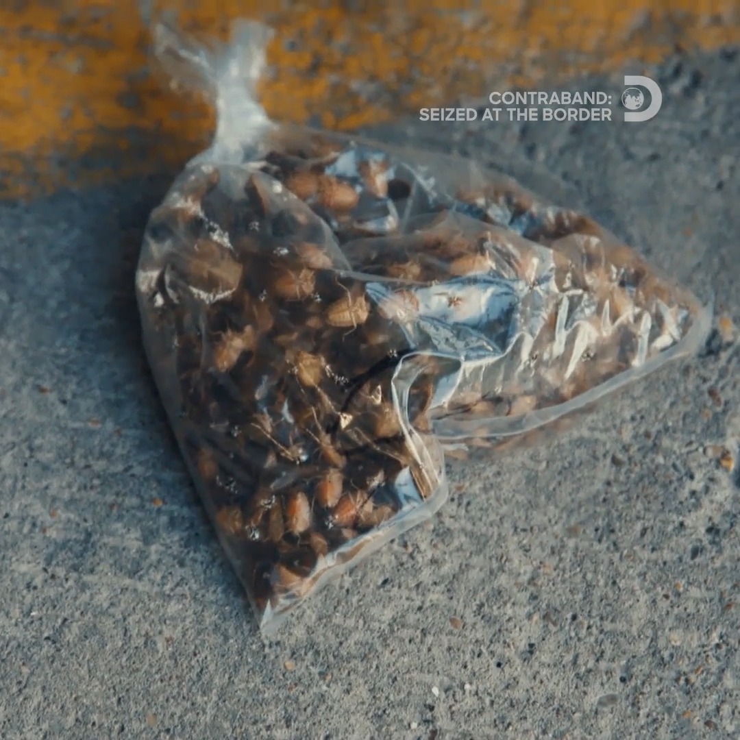 An officer quickly drops a bag after discovering what's inside 🪲 #Contraband: Seized at the Border starts NOW on Discovery.