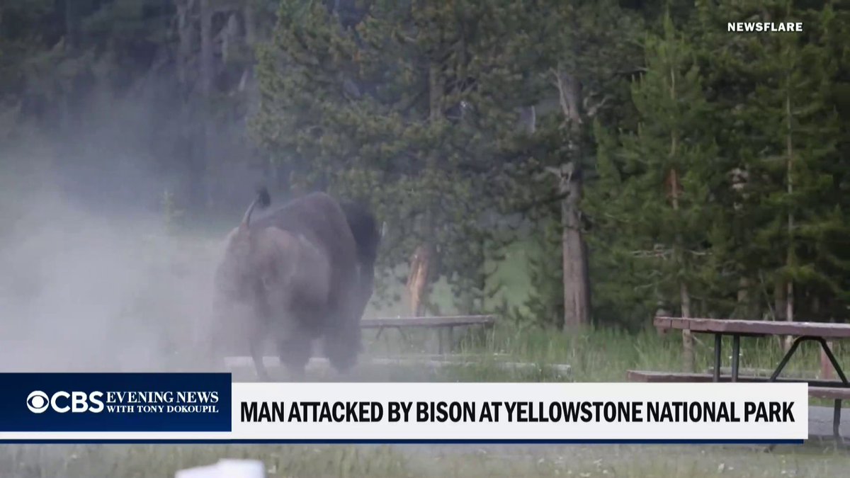 A 65-year-old man was seriously injured after being tossed eight feet into the air by a bull bison in Yellowstone National Park. He was taken by the park's emergency responders to a nearby hospital, officials said.