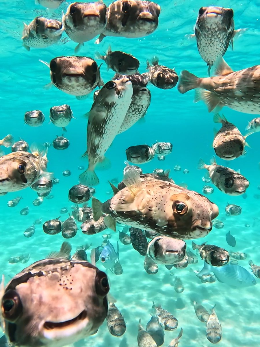 They all really said ๐๏ธ๐๐๏ธ ๐ $500 GoPro Award recipient Rafael Mesquita ๐ฅ #GoProHERO13 Black ๐ #GoPro #Pufferfish #Cute #WildlifePhotography