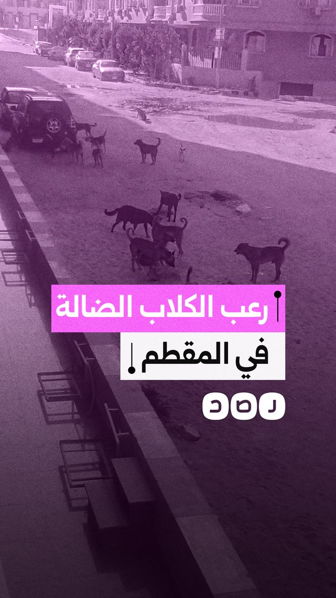 شكاوى من الانتشار الواسع والمفزع لـ " كلاب الشوارع" في المقطم بالقاهرة