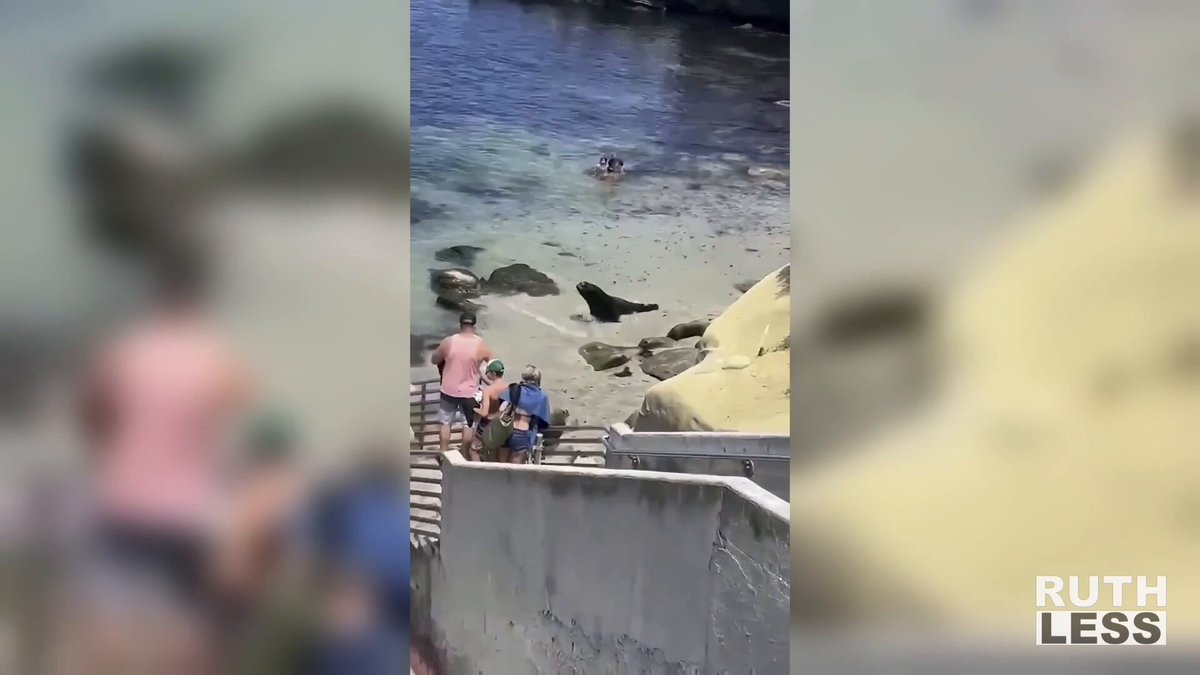 This insane video of a sea lion confrontation in California has Comfortably Smug ready to jump in and club a seal to save his family. It’s nice to see what a real man looks like. New pod with Smug, Josh Holmes and Michael Duncan is streaming now on YT - link in replies.