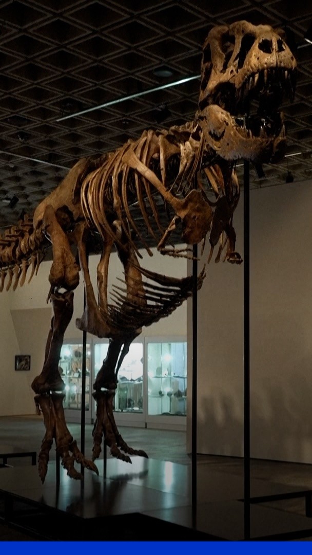 Vendu à 50 millions de dollars, ce T-Rex devient le plus cher de tous les temps