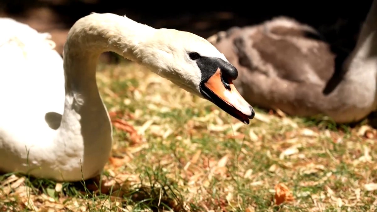 The annual Swan Upping census begins on the River Thames, as teams row 79 miles to count, weigh and tag royal swans in a tradition dating back to the 12th century