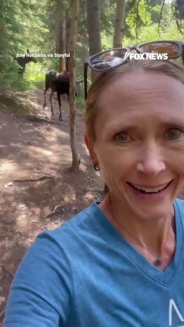 Two moose turn an afternoon hike into a heart-pounding escape. Amy Hotchkiss says she was hiking Colorado's Snowflake Trail when she notices the animals behind her. Moments later, they begin following so closely that she decides to run. This comes days after a bison attacked a tourist in Yellowstone — launching him several feet in the air and leaving him seriously injured. Experts are warning park goers to take serious precautions around wildlife and to keep their distance.
