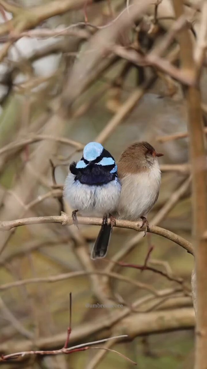 Superb Fairwren ❤️
