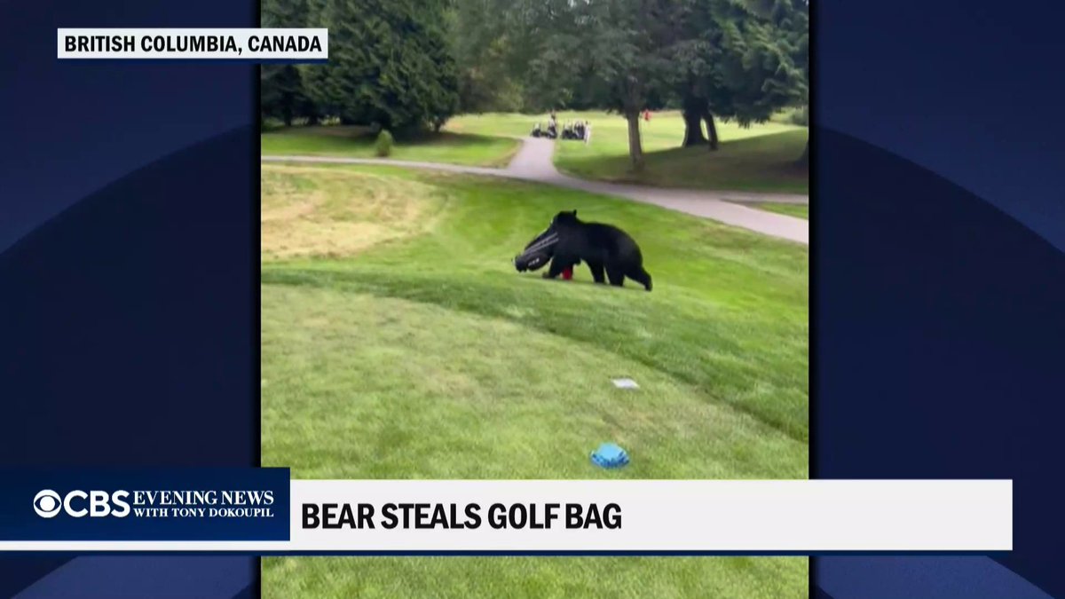 A bear briefly became the newest golfer in Canada after grabbing a golf bag and hauling it across the course before play resumed.