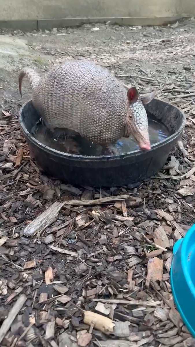 Time for a splash!🌊 This pool may be shallow, but nine-banded armadillos like Trooper are surprisingly excellent swimmers and can hold their breath for up to 6 minutes to cross bodies of water! 🏊♂️