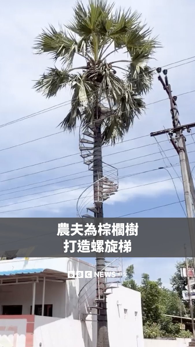 在印度泰米尔纳德邦,萨莱普杜尔村的农夫迪纳卡拉吉(Dinakaraj),最近在自家农场的棕榈树外围装设了螺旋铁梯。 他表示,这么做是为了让采集棕榈树汁更省力,因为现在愿意、也有能力爬棕榈树采汁的人越来越少,相关人力十分短缺。