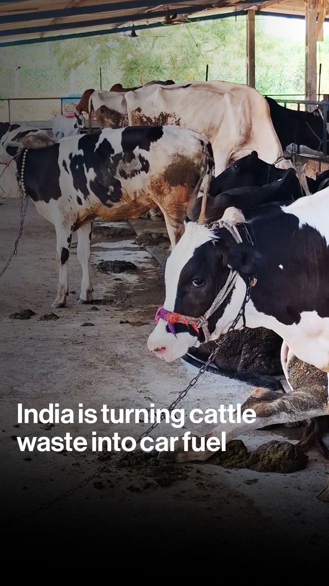Cow dung as fuel? India's turning cattle waste into compressed biogas, and projects like this are attracting attention as global energy prices surge. Alisha Sachdev with more