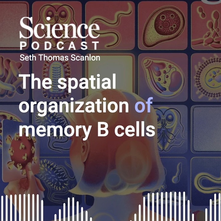 In the latest #SciencePodcast🎙️, Editor Seth Thomas Scanlon looks back at the first 10 years of Science Immunology and explores the journal's special series of reviews on immune memory. 🎧 Listen here: