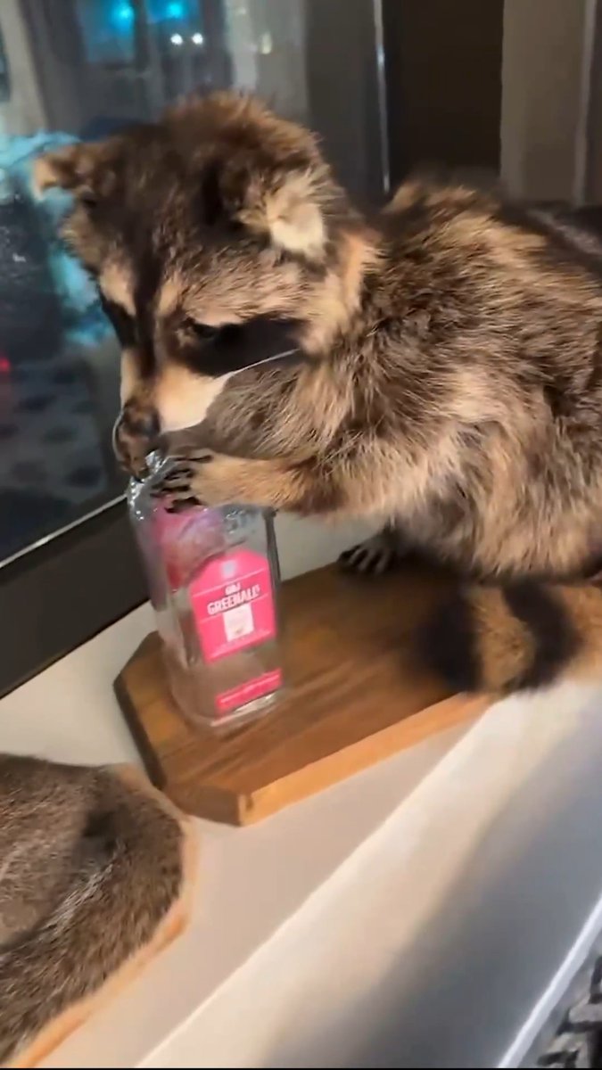"Another geezer" 🦝 Erling Haaland showing off his stuffed animal collection after returning from the World Cup 😳