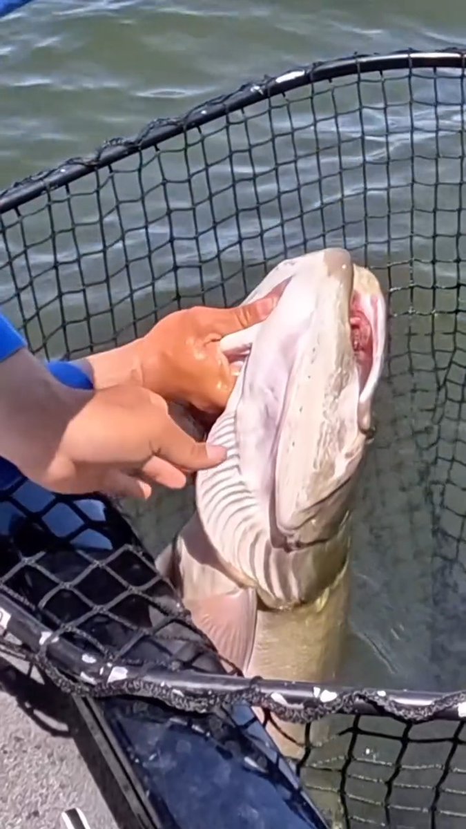 What a lake MONSTER looks like!!! 👀👀👀👀 Incredible catch by @dkamfishing #ITSINOURBLOOD