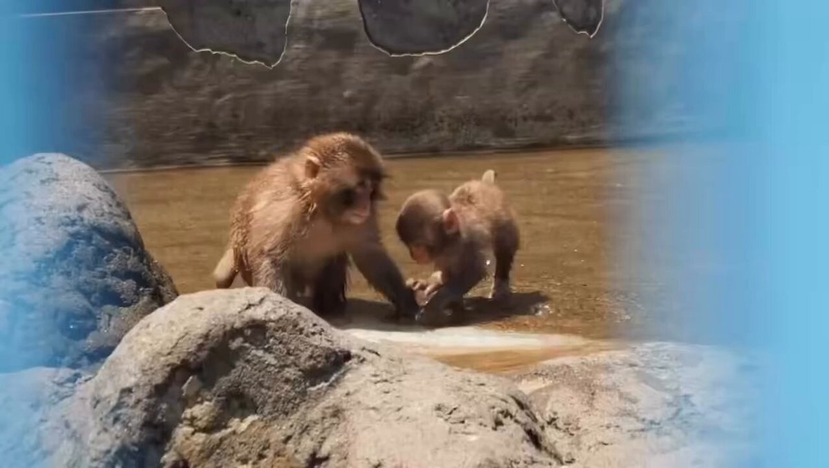 🤣💦 Punch: "Welcome to Punch Water Park! Today's attraction: Splash Attack!" Baby: "Wooooo! This is the best day ever!!" 😻🌊 Punch is having just as much fun as the little one splashing around like a goofy big brother while keeping an eye on the younger baby at the same time. 😄💙 Punch: "Play hard tiny potato!" 😂🐵💦 #ichikawazoo #punch