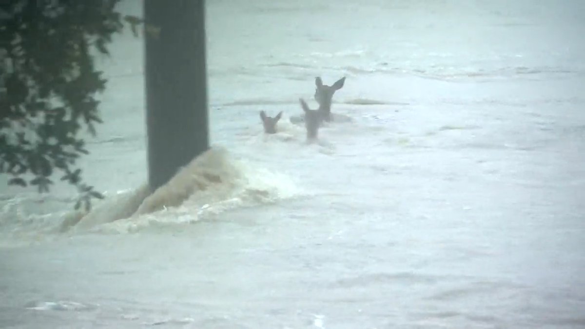 Our photographer, David Mendoza, captured video appearing to show four deer being carried away by floodwaters in Cibolo Creek.